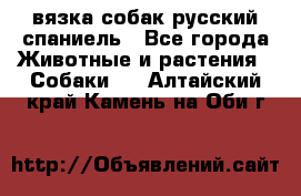 вязка собак русский спаниель - Все города Животные и растения » Собаки   . Алтайский край,Камень-на-Оби г.